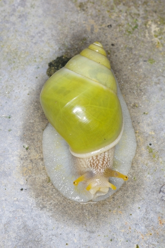 Callous Amphidromus — 4