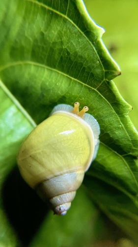 Callous Amphidromus — 5