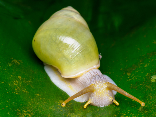 Callous Amphidromus — 6