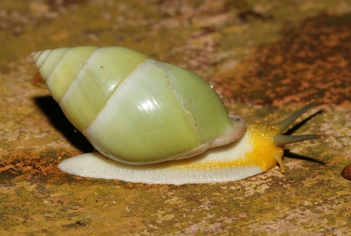 Callous Amphidromus — 7
