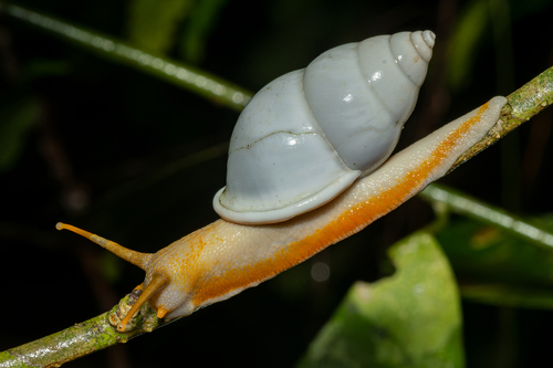 Callous Amphidromus — 8