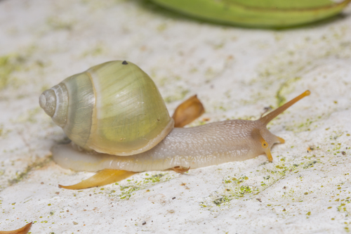 Callous Amphidromus — 9