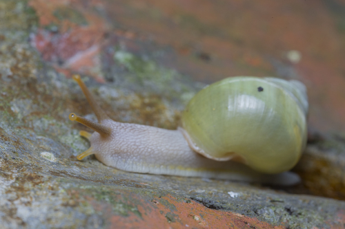 Callous Amphidromus — 10
