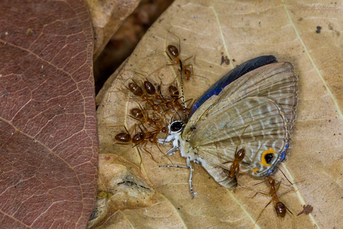 Yellow Crazy Ant — 2