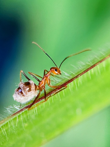 Yellow Crazy Ant — 4