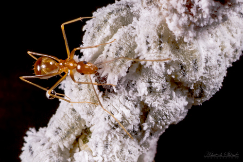 Yellow Crazy Ant — 9
