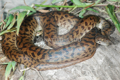Spotted Python — 2