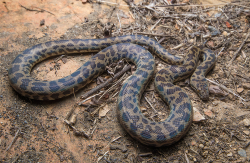 Spotted Python — 3
