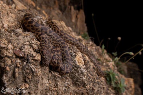 Spotted Python — 4