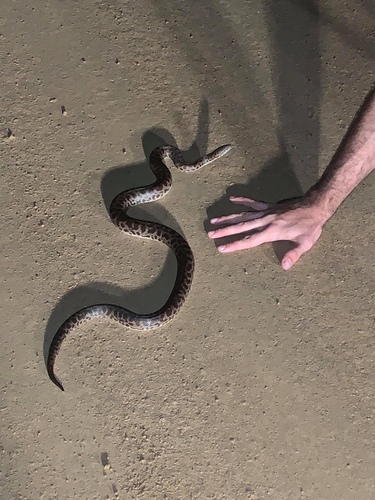 Spotted Python — 5