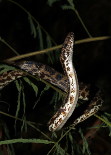 Spotted Python — 9