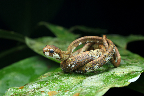 Blunt-Headed Slug Snake — 2