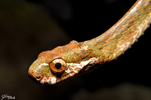 Blunt-Headed Slug Snake — 4