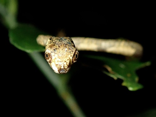Blunt-Headed Slug Snake — 5