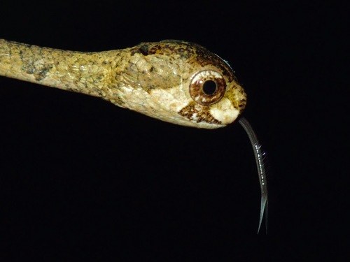 Blunt-Headed Slug Snake — 6