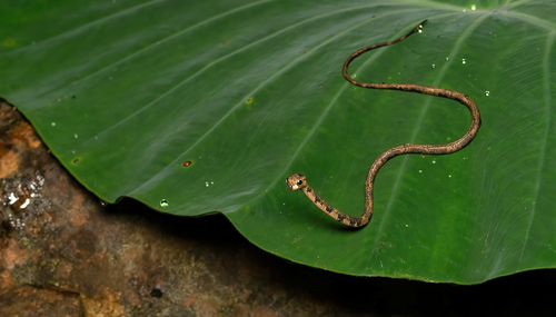 Blunt-Headed Slug Snake — 7