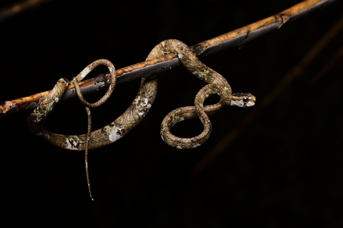 Blunt-Headed Slug Snake — 8
