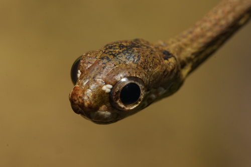 Blunt-Headed Slug Snake — 9
