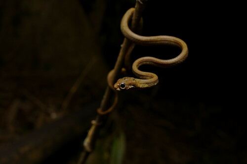 Blunt-Headed Slug Snake — 10