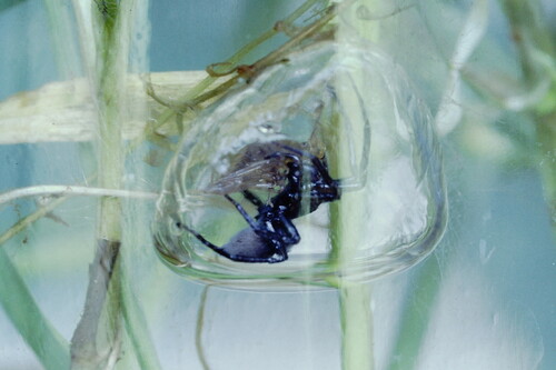 Diving Bell Spider — 3