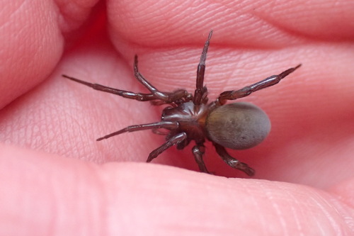 Diving Bell Spider — 5