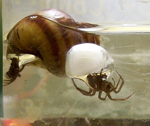 Diving Bell Spider — 6