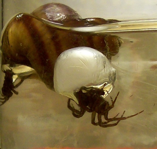 Diving Bell Spider — 7
