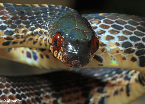 Asian Slug Snake — 1