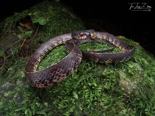 Asian Slug Snake — 7