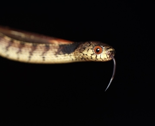 Asian Slug Snake — 8