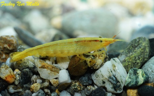 Bamboo Shrimp — 1