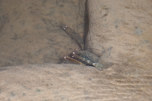 Bamboo Shrimp — 2