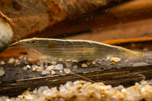 Bamboo Shrimp — 4