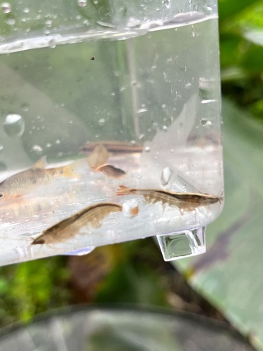 Bamboo Shrimp — 6