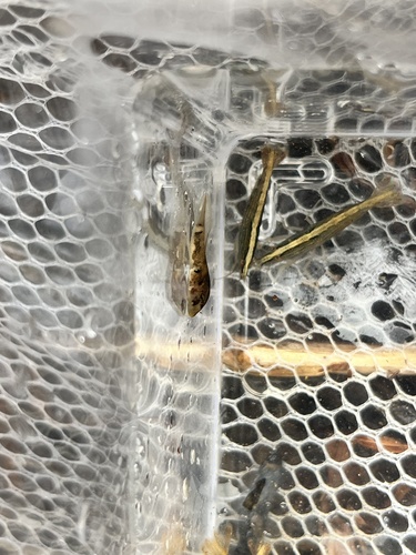 Bamboo Shrimp — 7