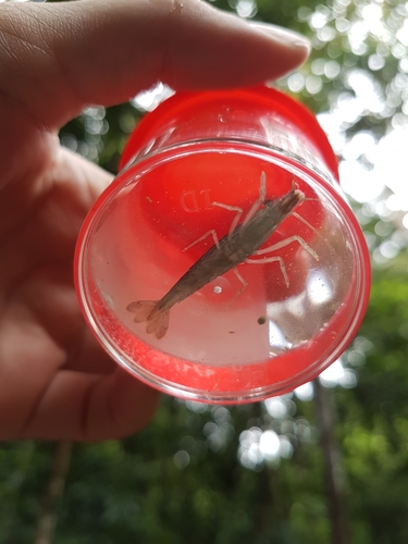 Bamboo Shrimp — 10