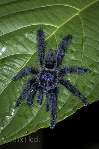 Pink Toe Tarantula — 3