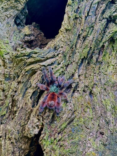 Pink Toe Tarantula — 4