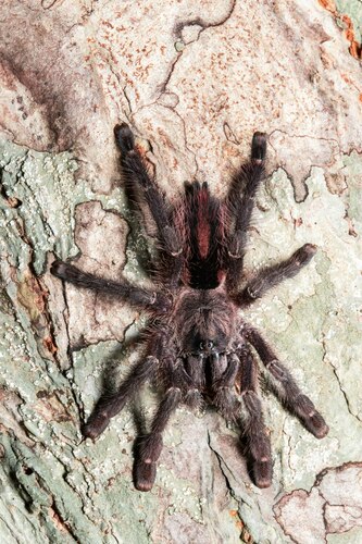 Pink Toe Tarantula — 6