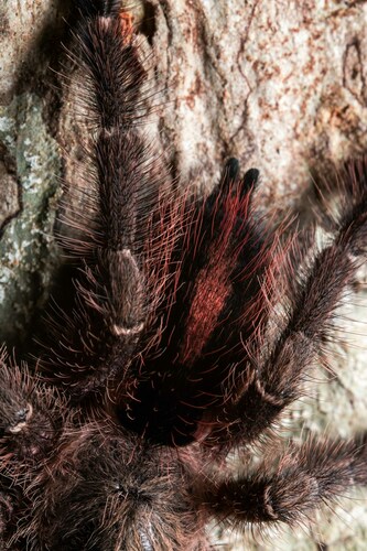 Pink Toe Tarantula — 7