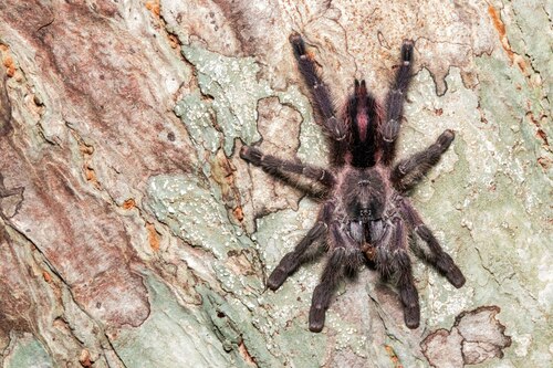 Pink Toe Tarantula — 8