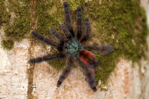 Pink Toe Tarantula — 9