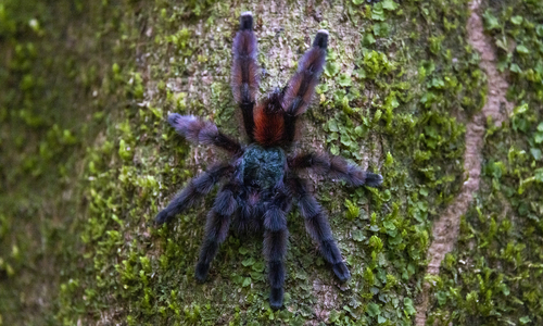 Pink Toe Tarantula — 10