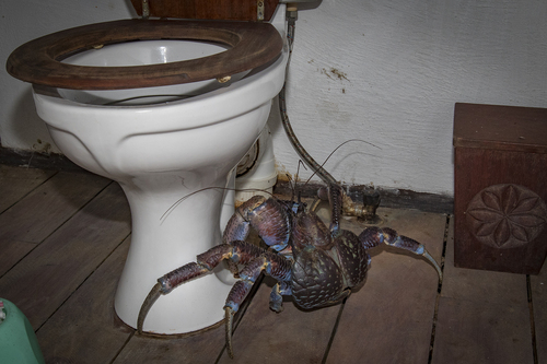 Coconut Crab — 1