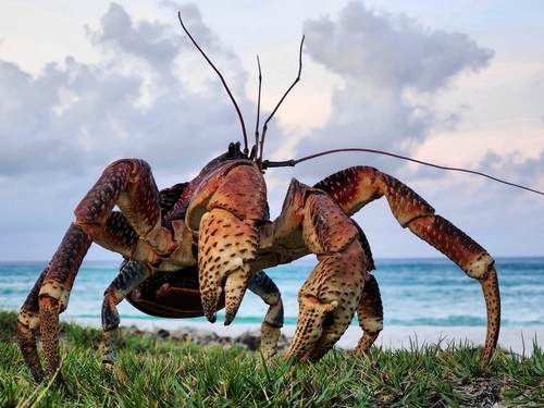 Coconut Crab — 2