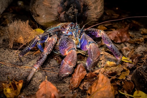 Coconut Crab — 4