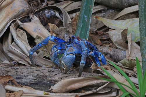 Coconut Crab — 5