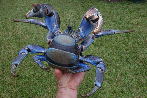 Coconut Crab — 8