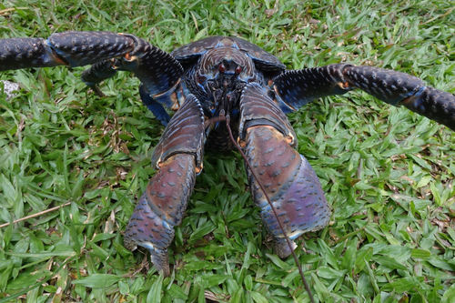 Coconut Crab — 9