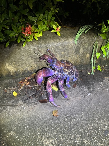 Coconut Crab — 10